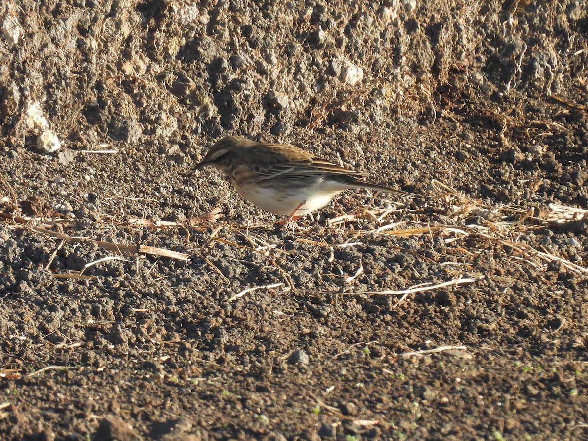 New Zealand Pipit - ML620597772