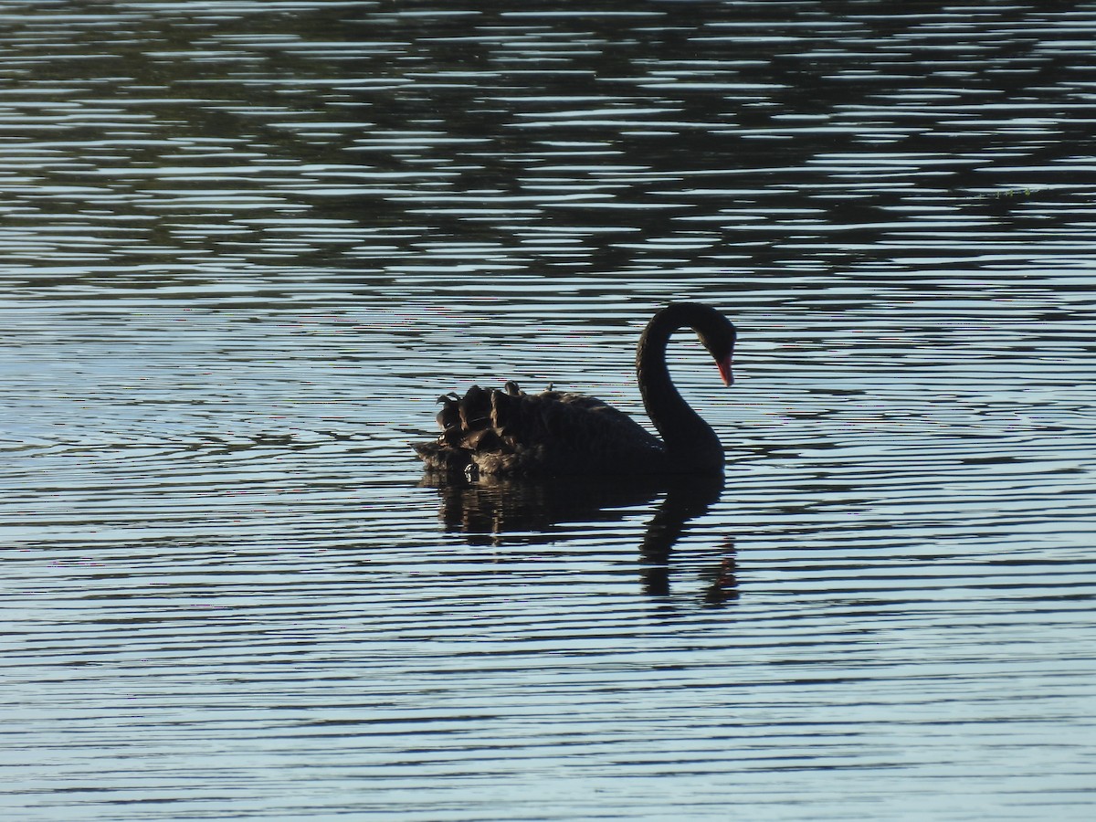 Black Swan - ML620597773