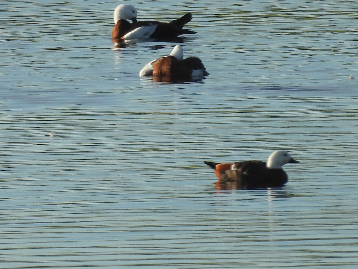 Paradise Shelduck - ML620597775