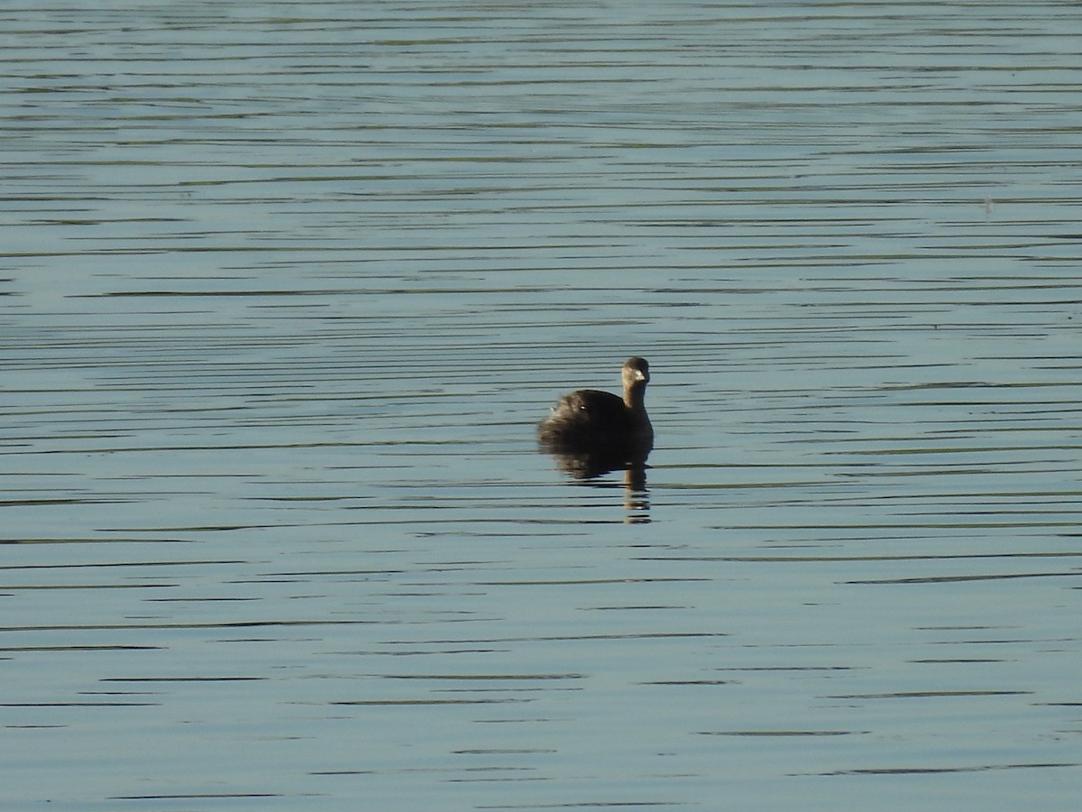 New Zealand Grebe - ML620597776