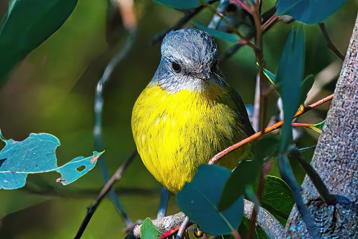 Eastern Yellow Robin - ML620597777