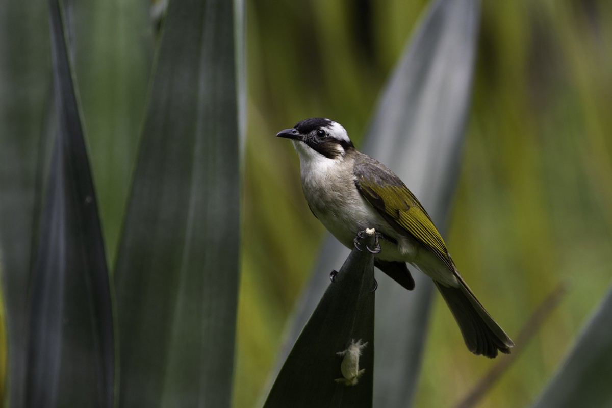 Light-vented Bulbul - ML620597780