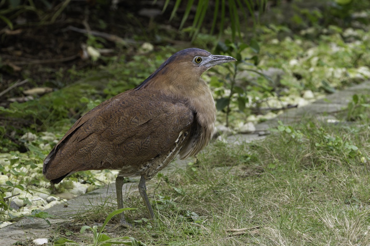 Malayan Night Heron - ML620597783