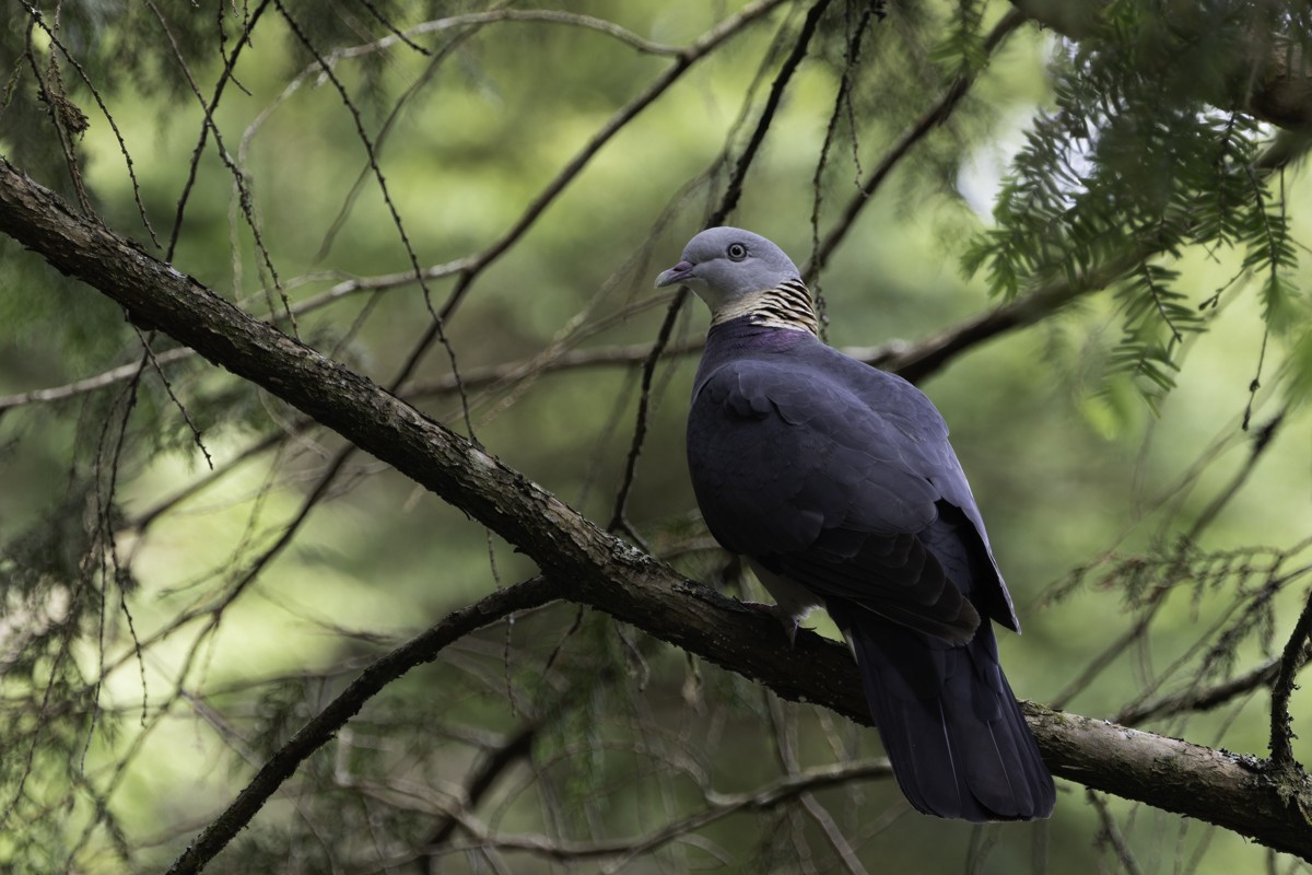 Ashy Wood-Pigeon - ML620597787