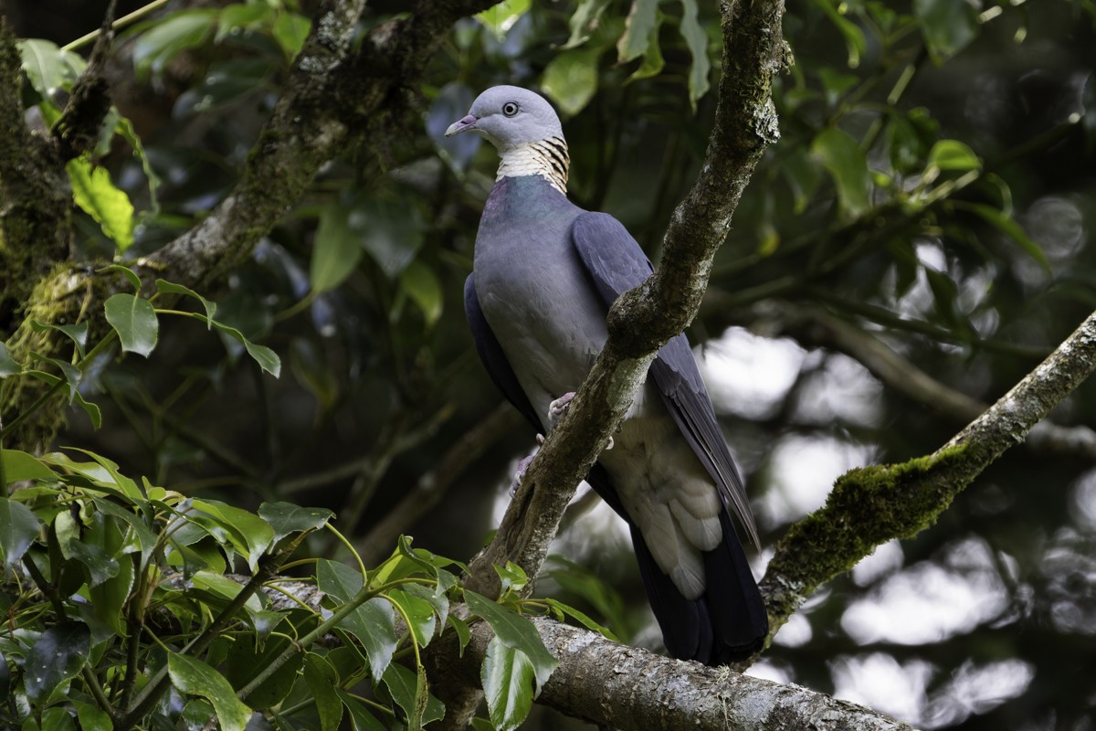 Ashy Wood-Pigeon - ML620597789