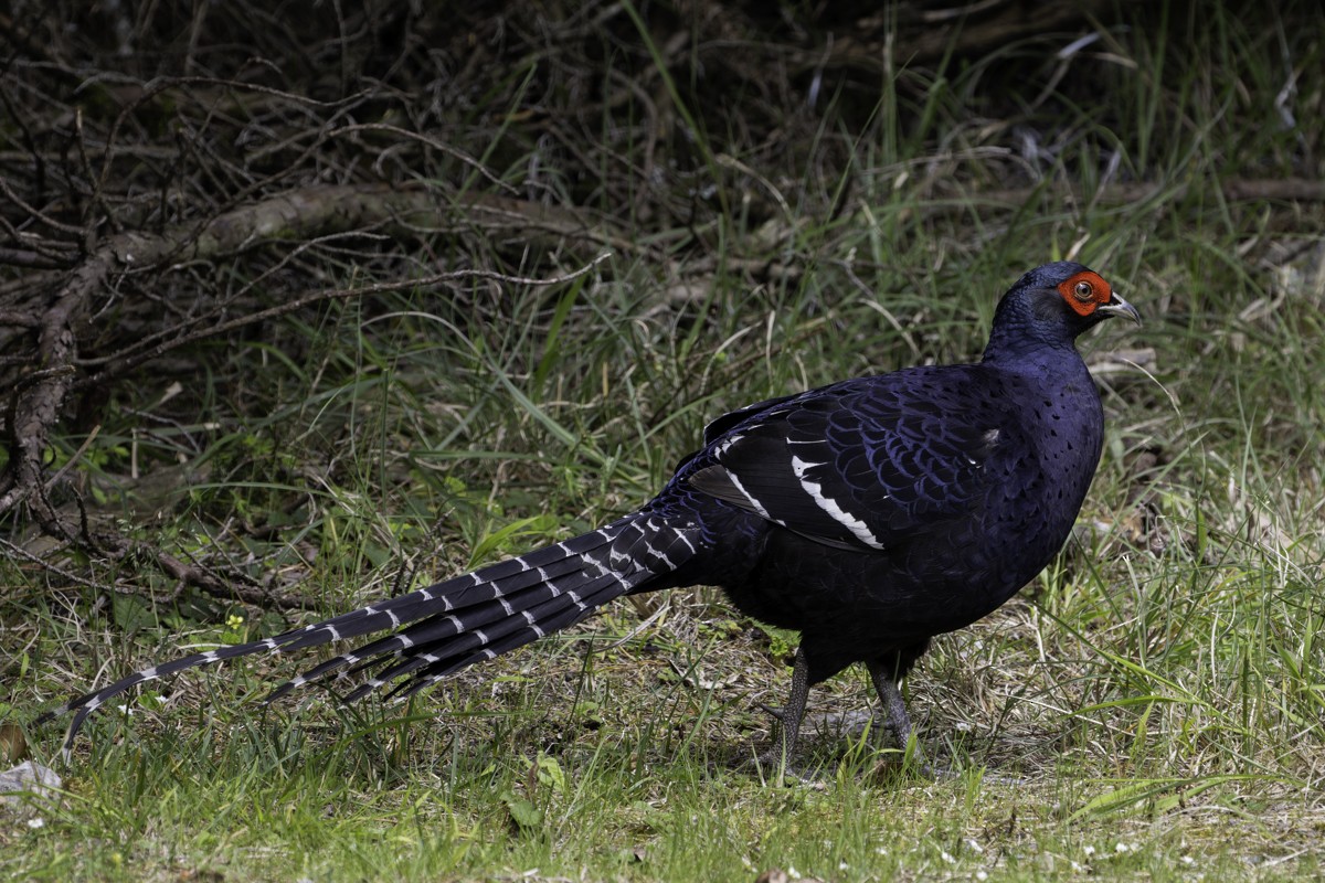 Mikado Pheasant - ML620597793