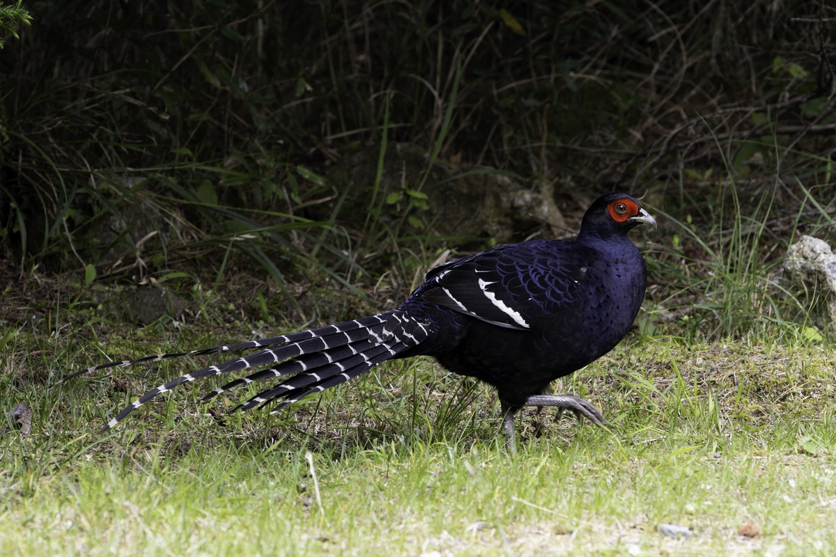 Mikado Pheasant - ML620597796