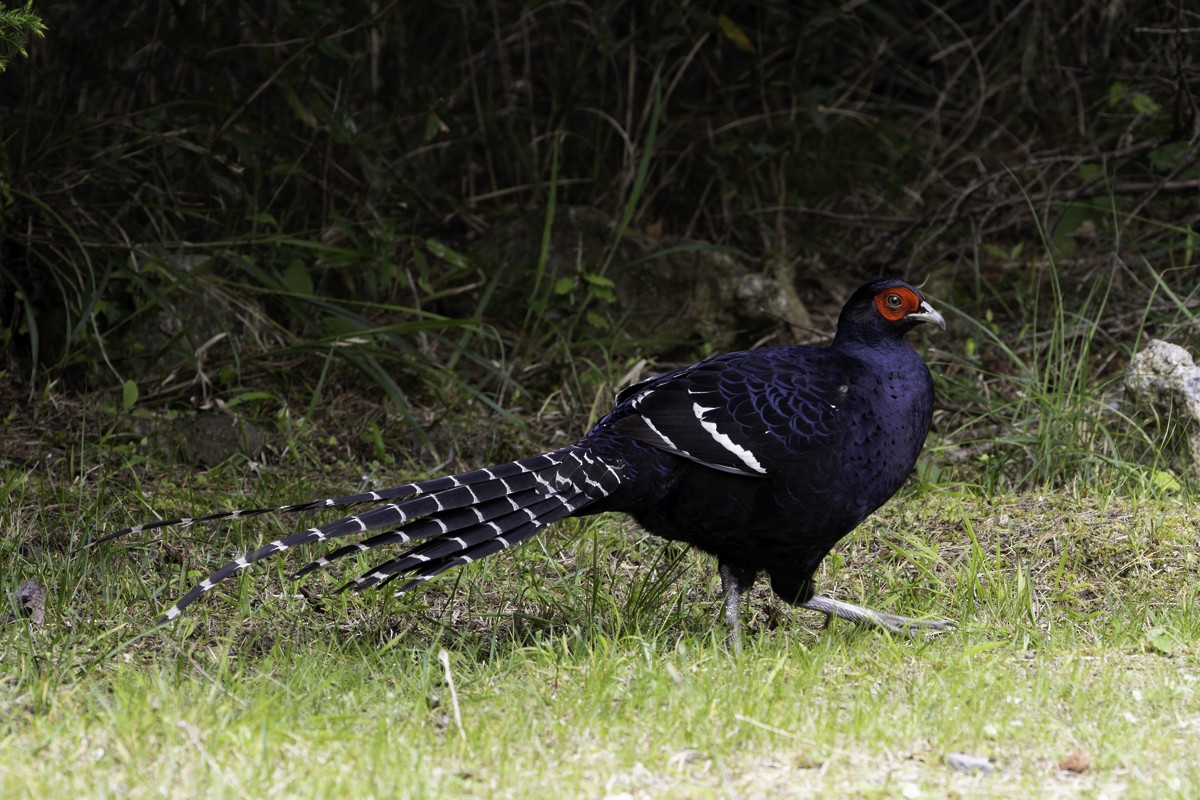 Mikado Pheasant - Raphael Lebrun