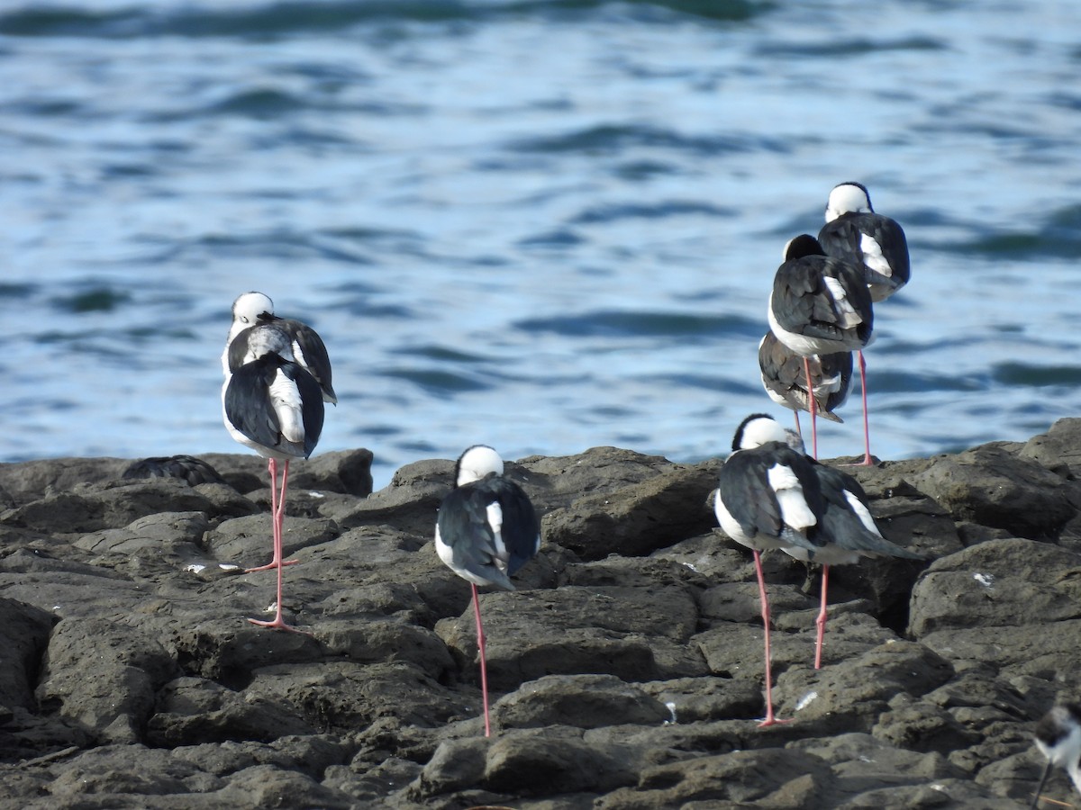 Pied Stilt - ML620597807