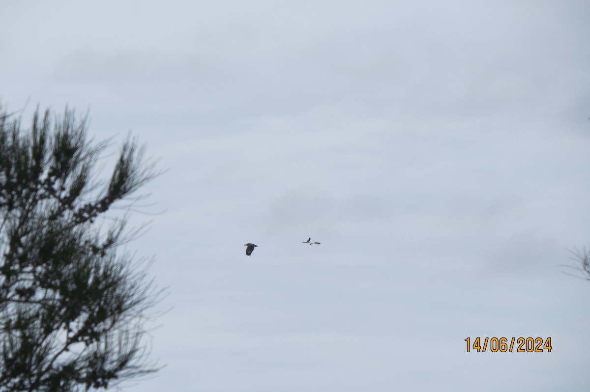 White-bellied Sea-Eagle - ML620597810