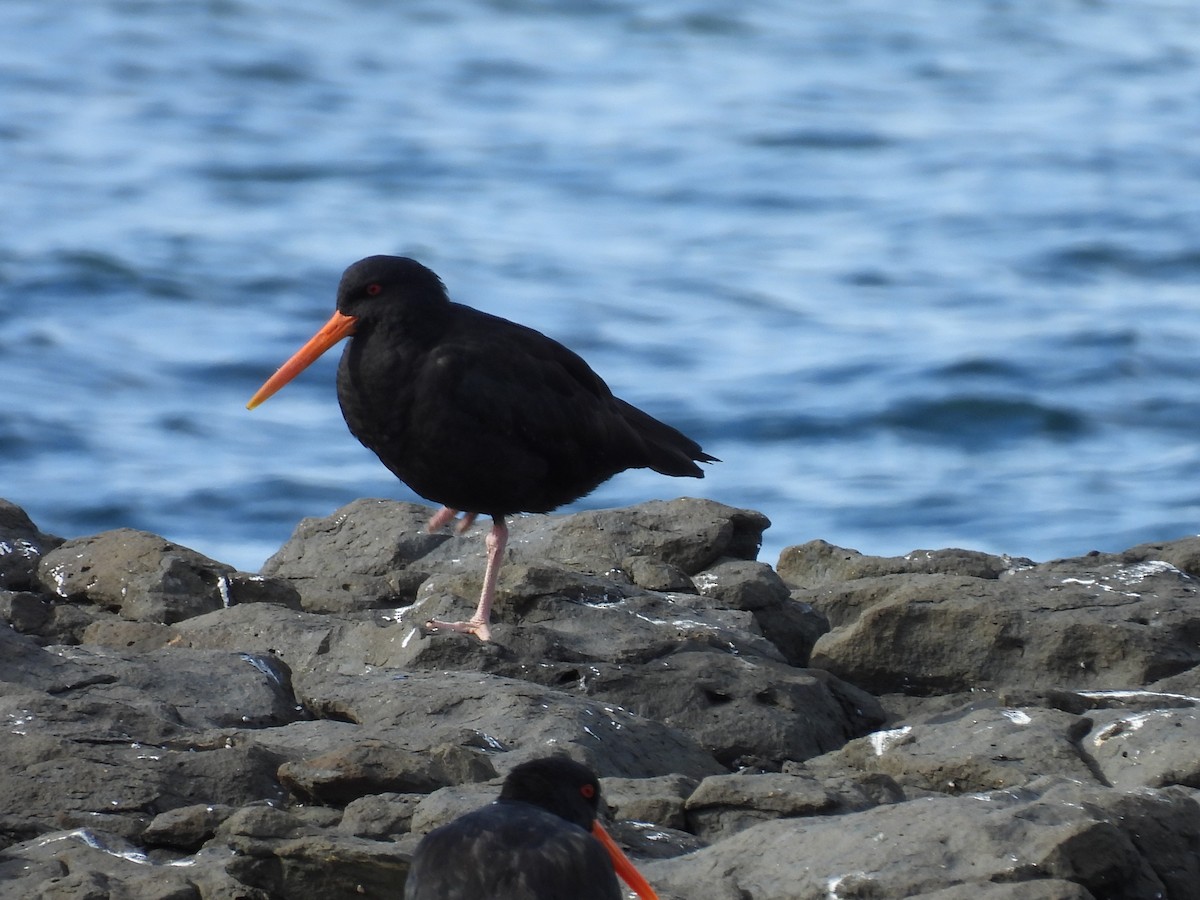 Neuseeland-Austernfischer - ML620597811