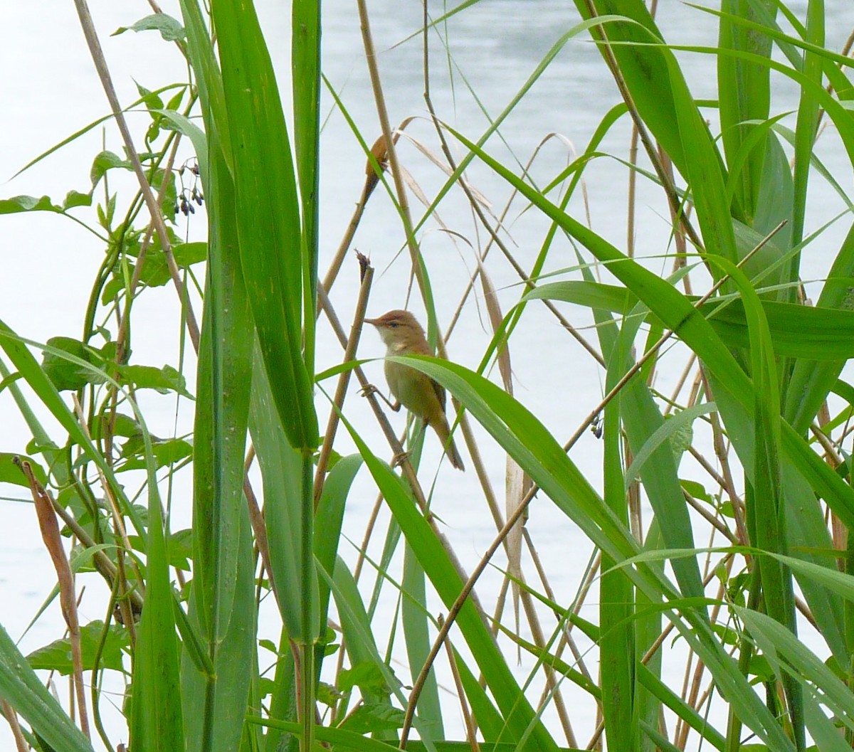 Common Reed Warbler - ML620597813