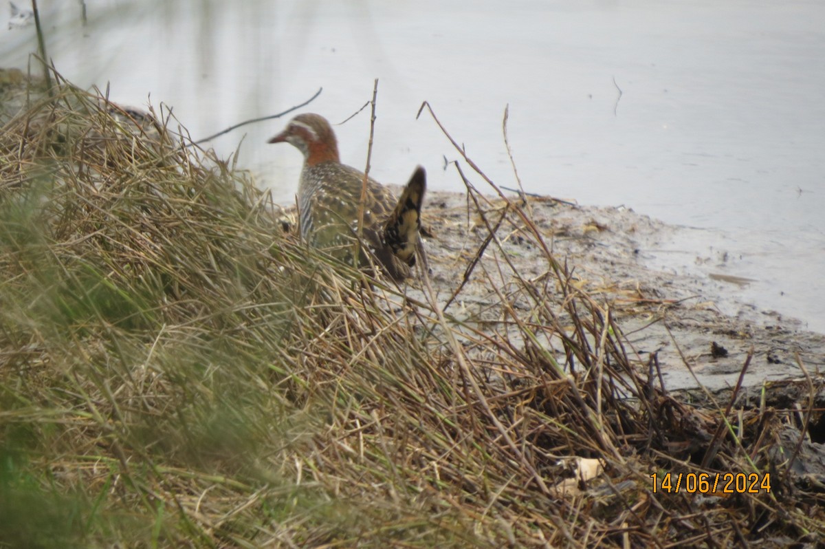 Buff-banded Rail - ML620597814