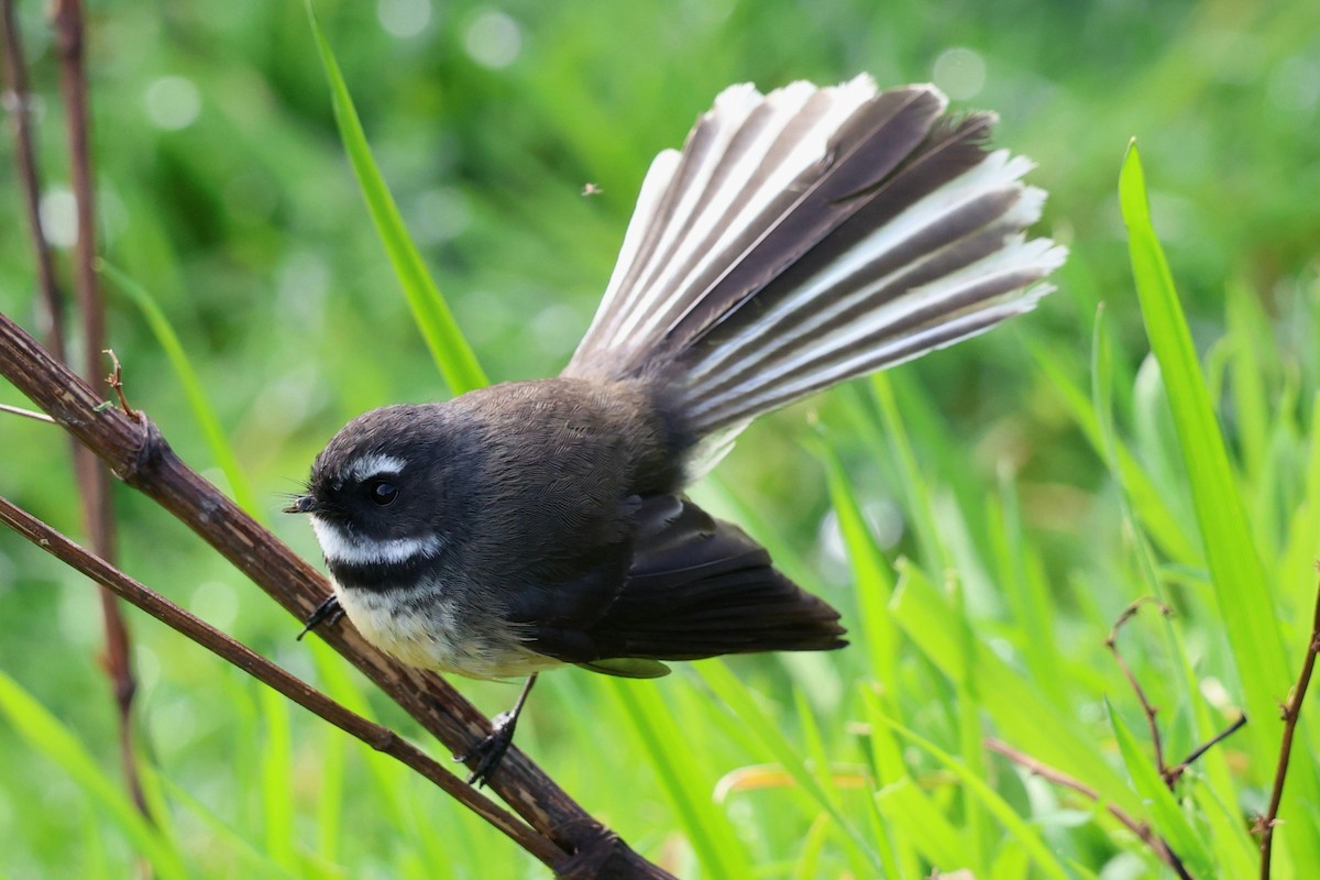 New Zealand Fantail - ML620597815