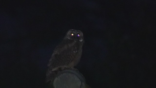 Tawny Owl - ML620597816