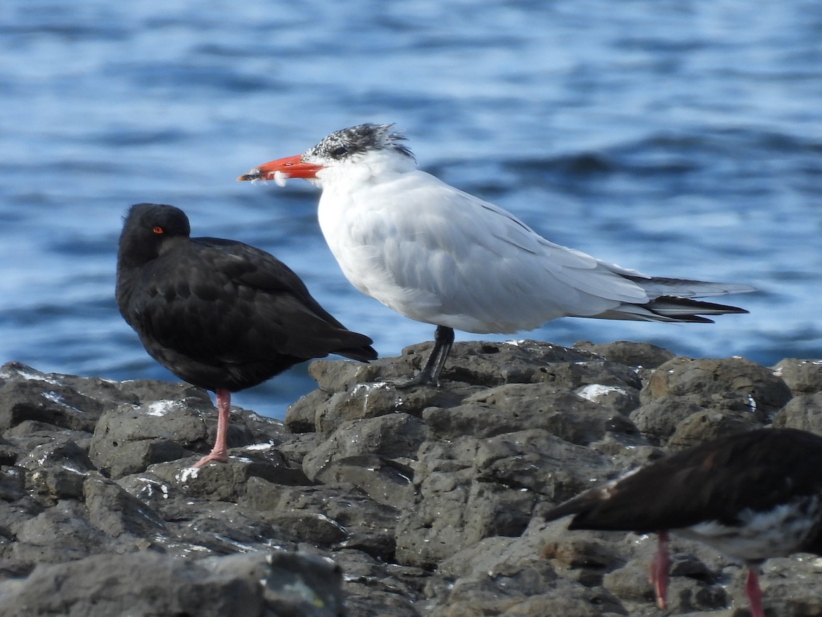 Caspian Tern - ML620597817