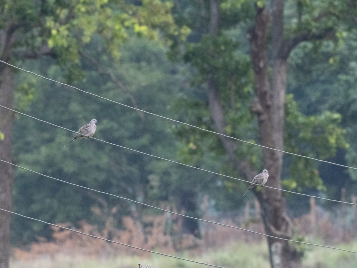 珠頸斑鳩 - ML620597820