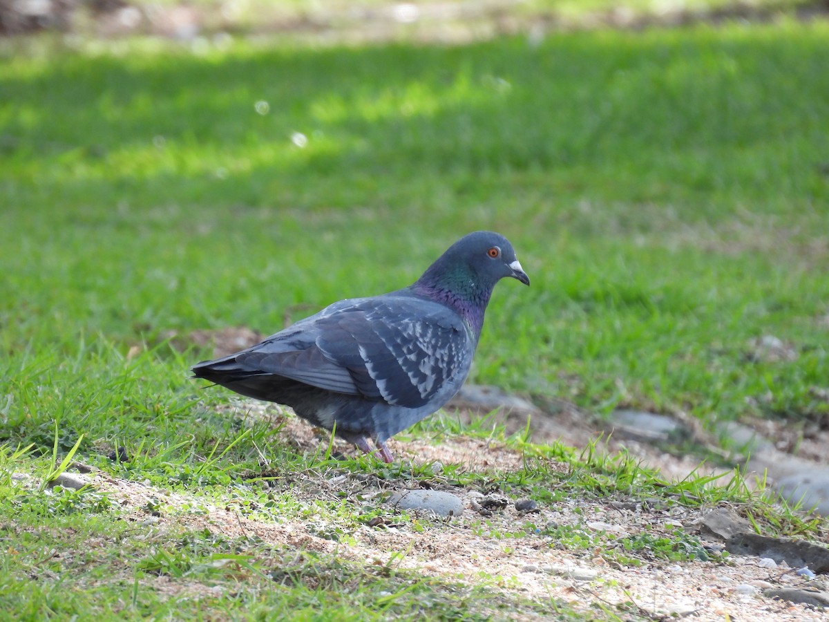 Rock Pigeon (Feral Pigeon) - ML620597823