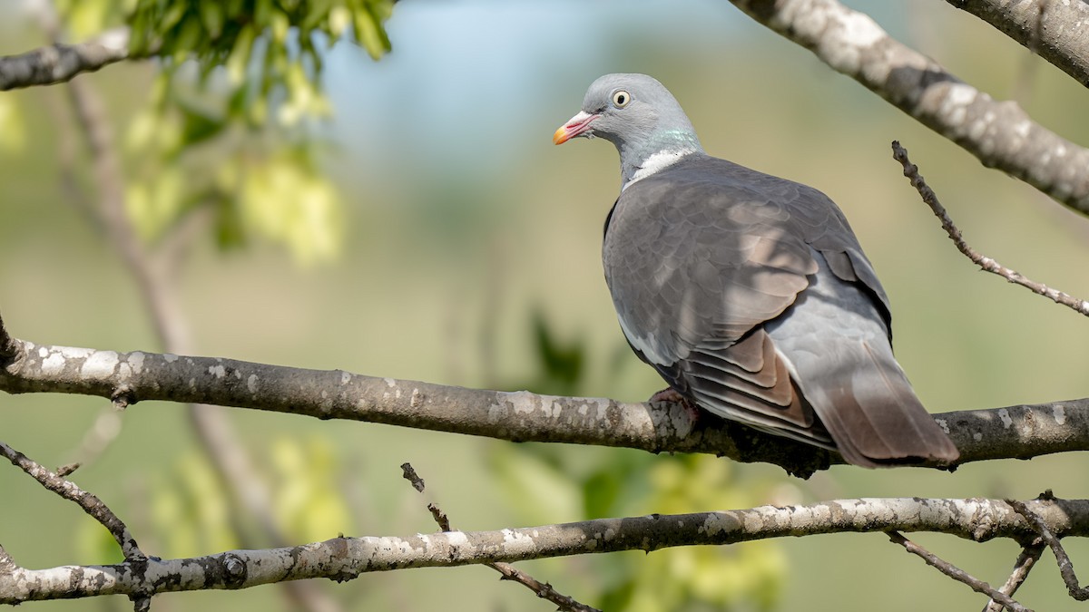 Common Wood-Pigeon - ML620597824