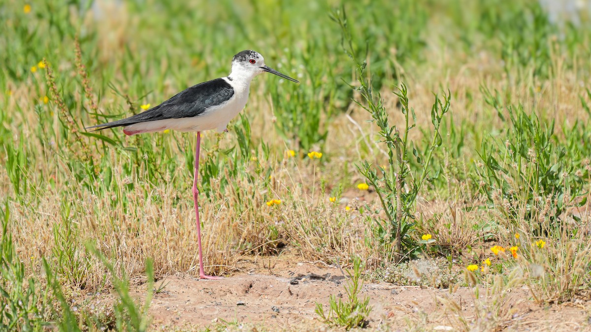 Black-winged Stilt - ML620597825