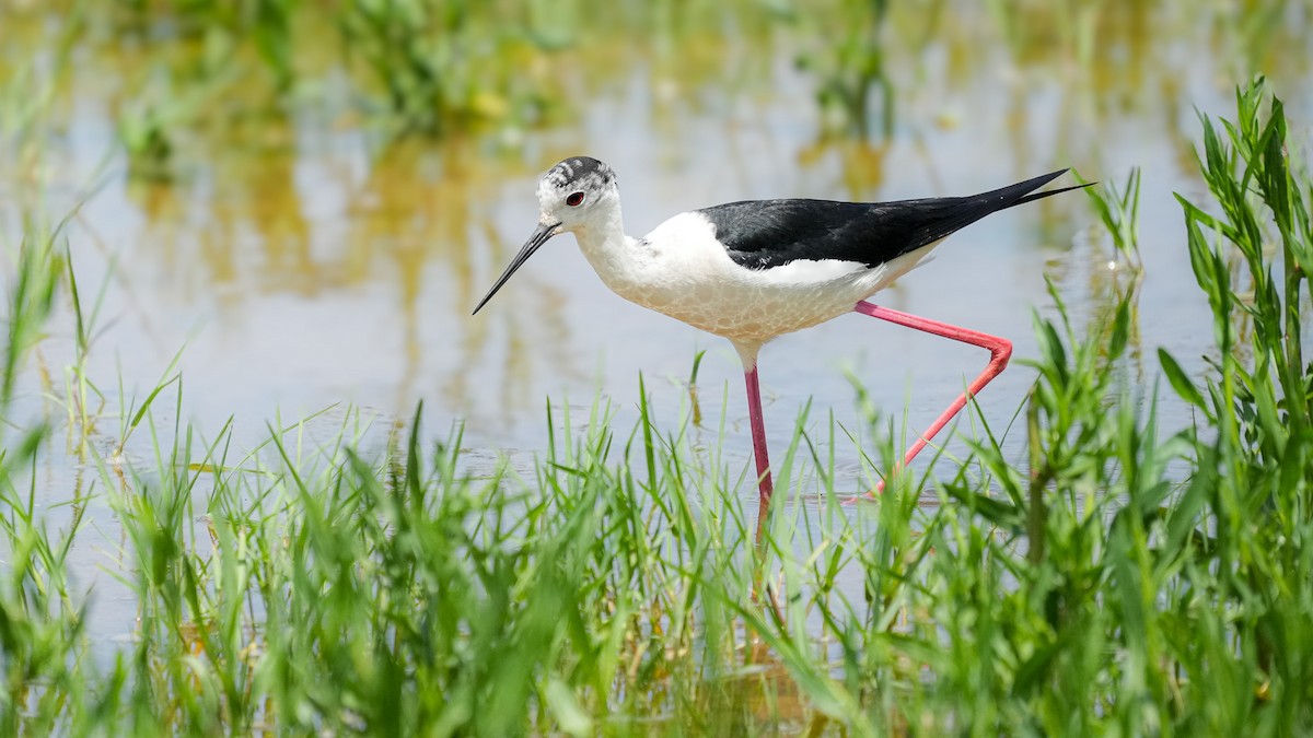 Black-winged Stilt - ML620597826