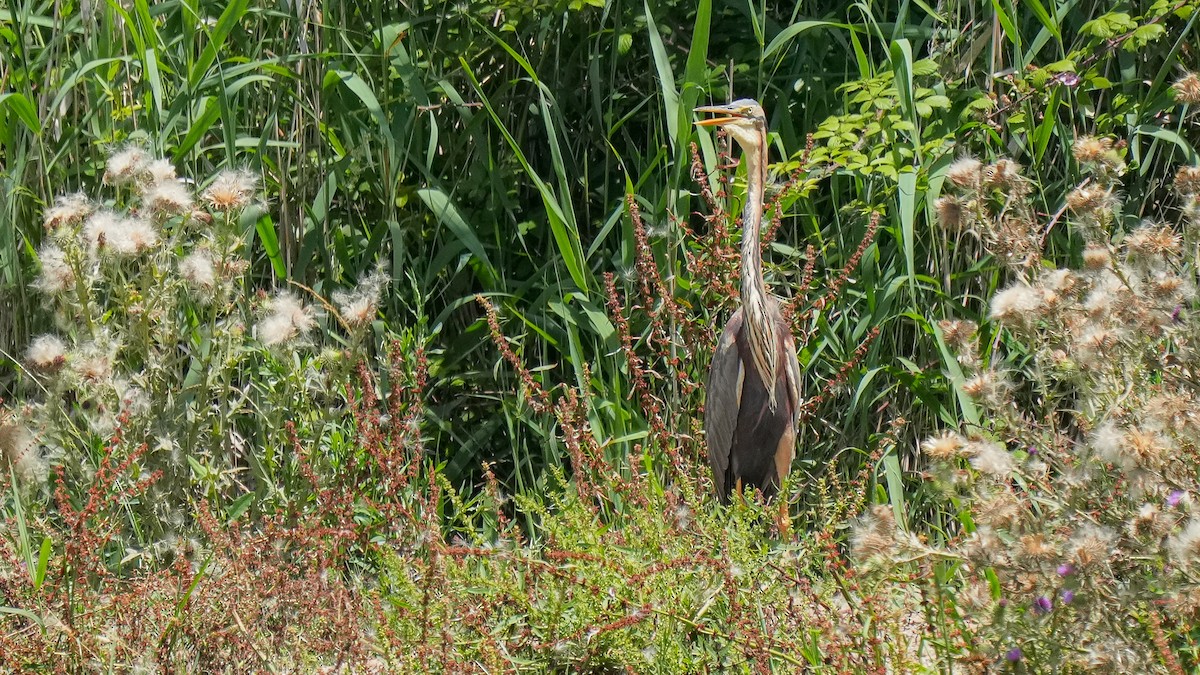 Purple Heron - ML620597827