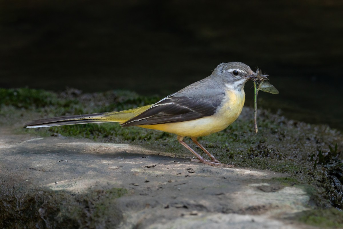 Gray Wagtail - Fermandez Francis