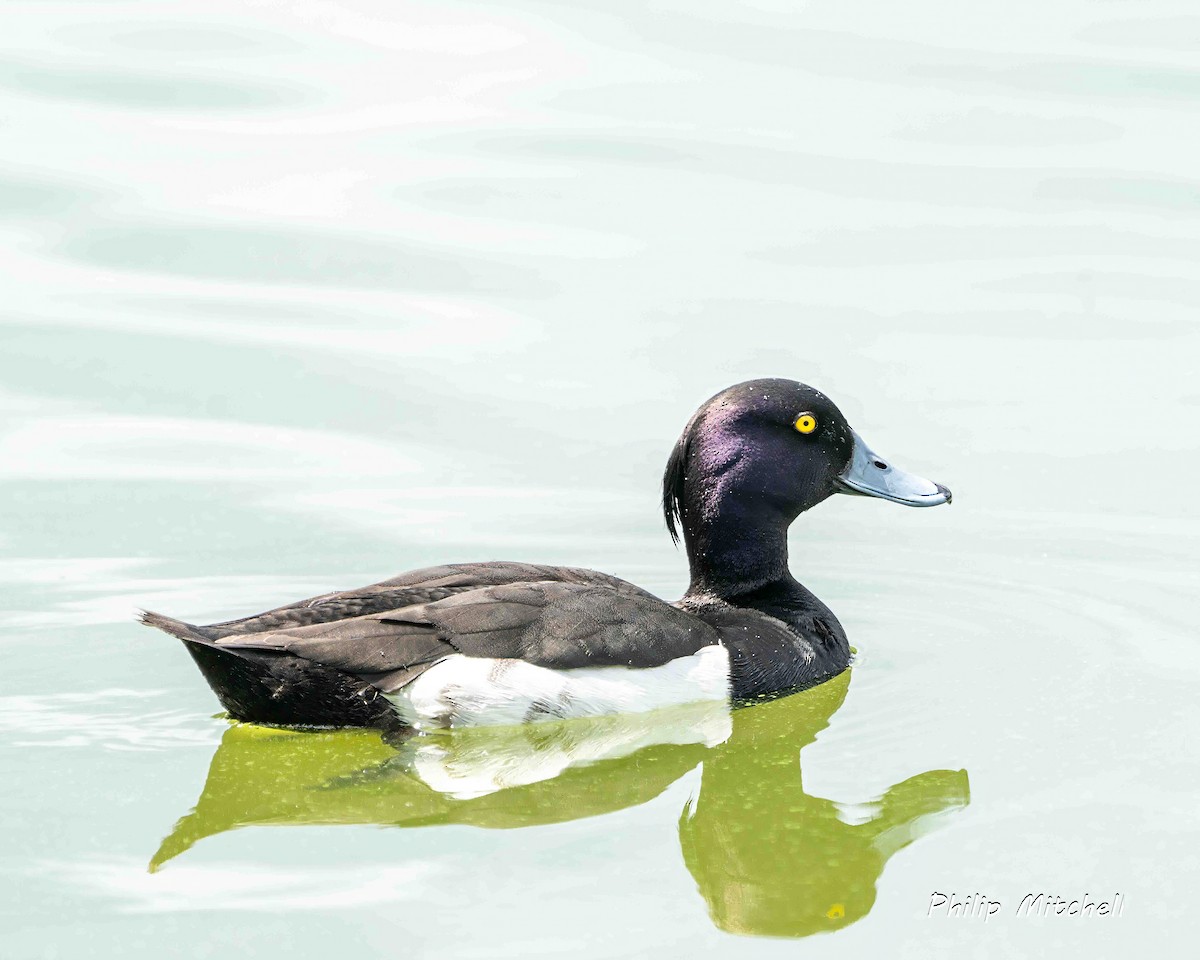 Tufted Duck - ML620597829