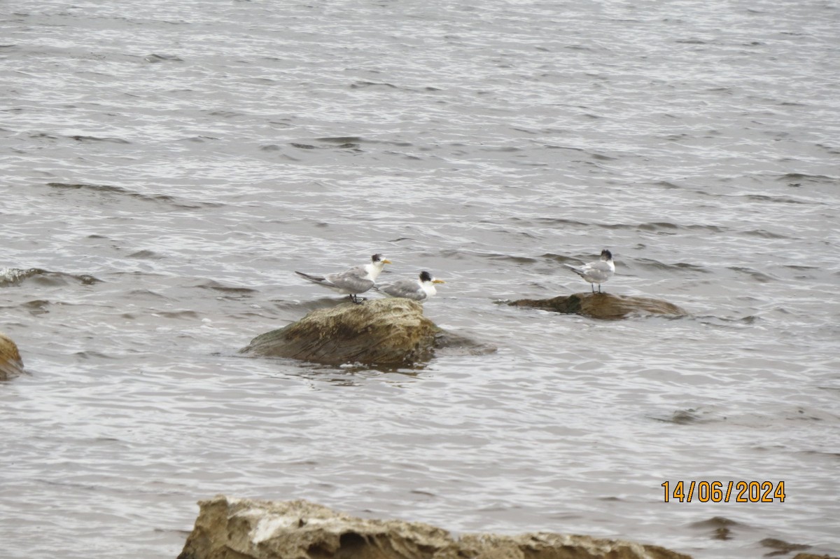 Great Crested Tern - ML620597831