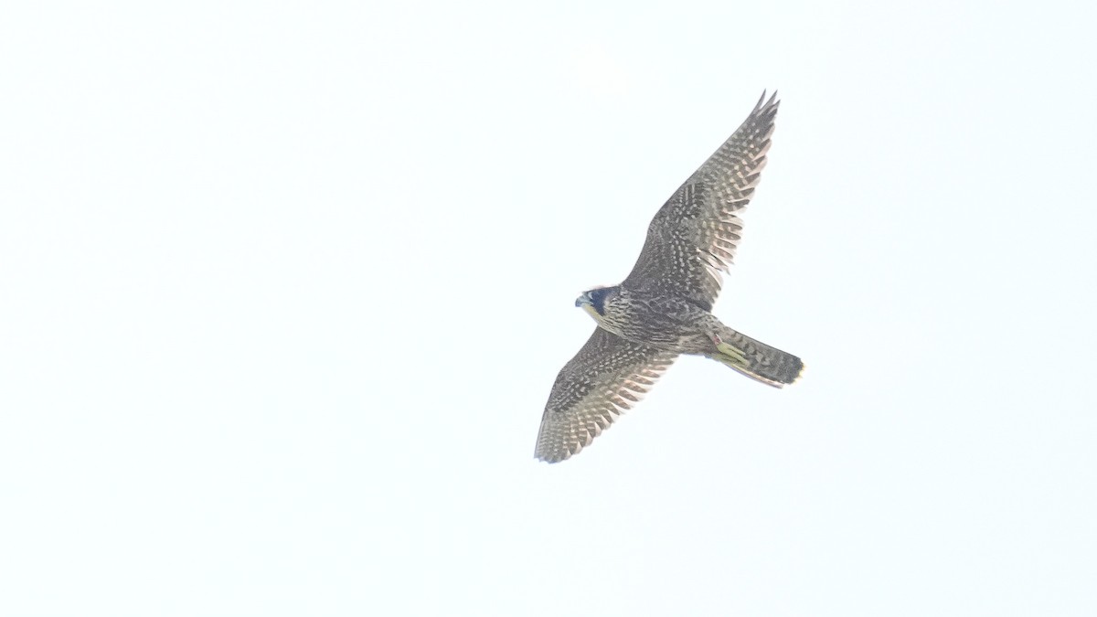 Halcón Peregrino (brookei) - ML620597832