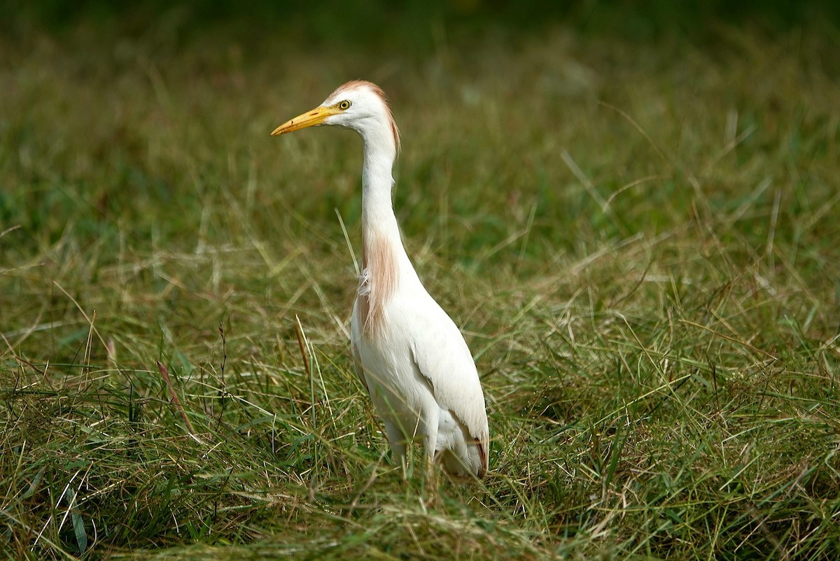 Western Cattle Egret - ML620597833