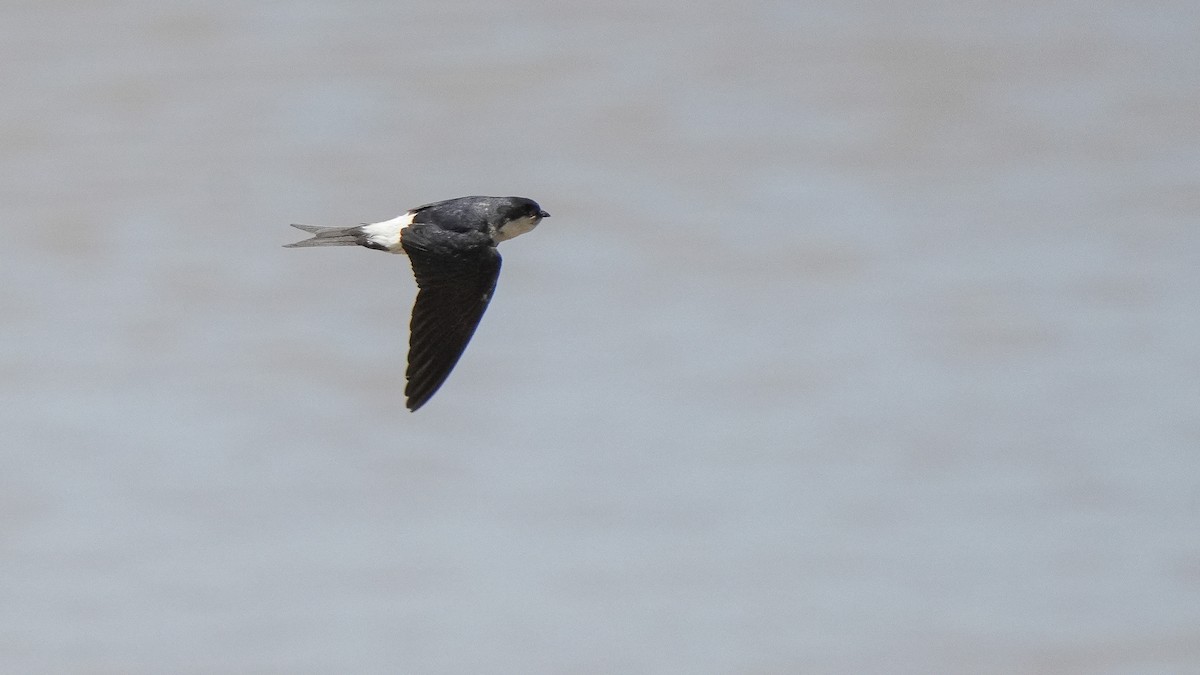 Western House-Martin - ML620597834