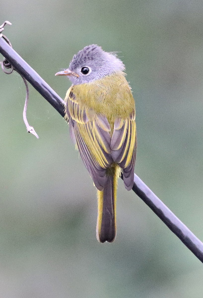 Gray-headed Canary-Flycatcher - ML620597835