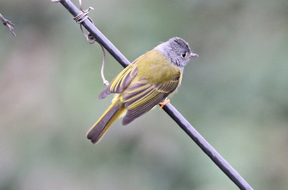 Gray-headed Canary-Flycatcher - ML620597836