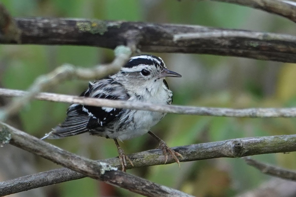 Black-and-white Warbler - ML620597837