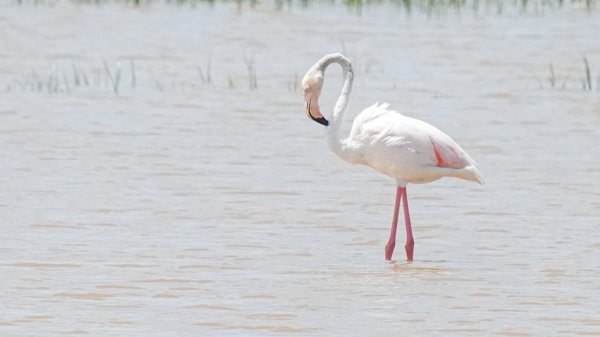 Greater Flamingo - ML620597838