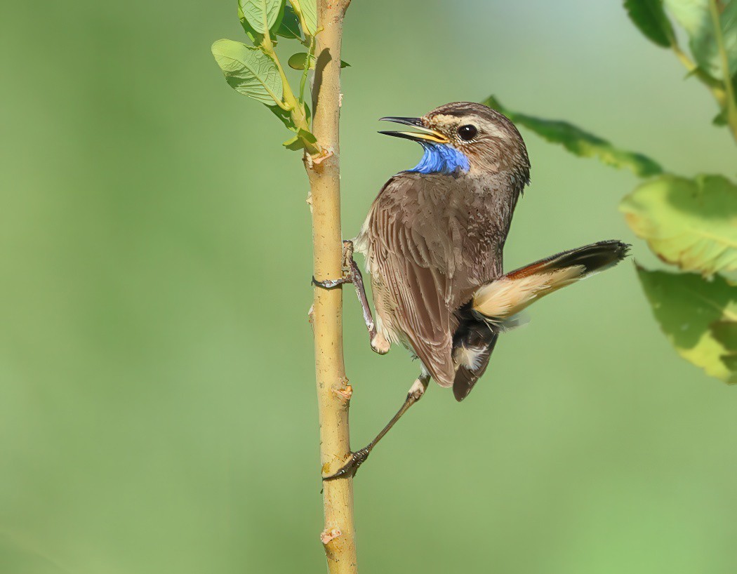 Bluethroat - ML620597839