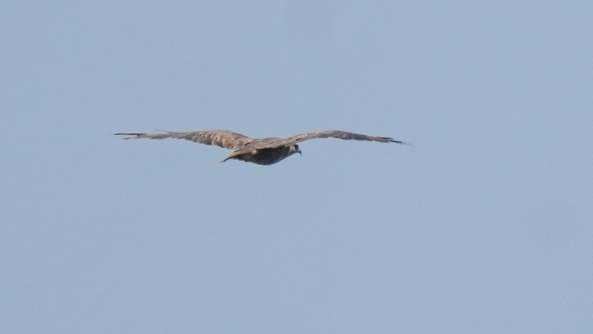 Western Marsh Harrier - ML620597840