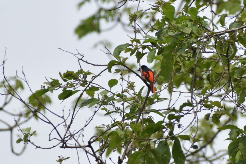 赤紅山椒鳥 - ML620597842