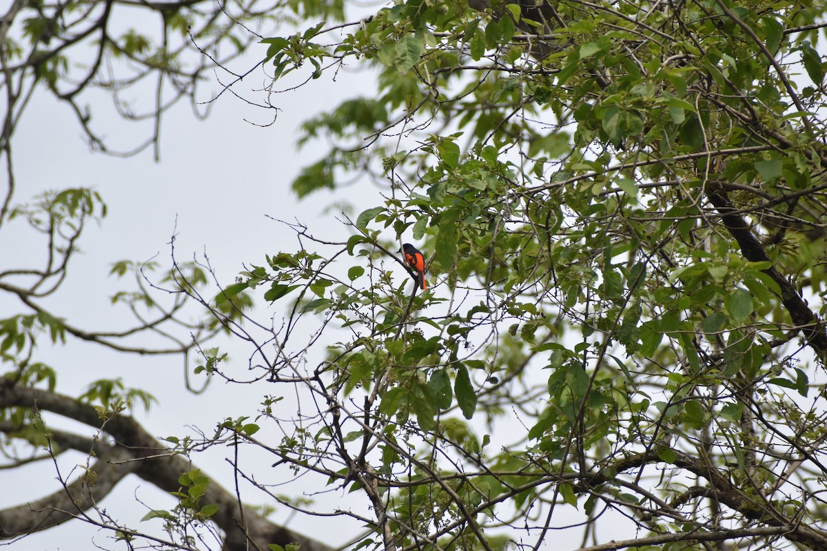 Minivet écarlate - ML620597843