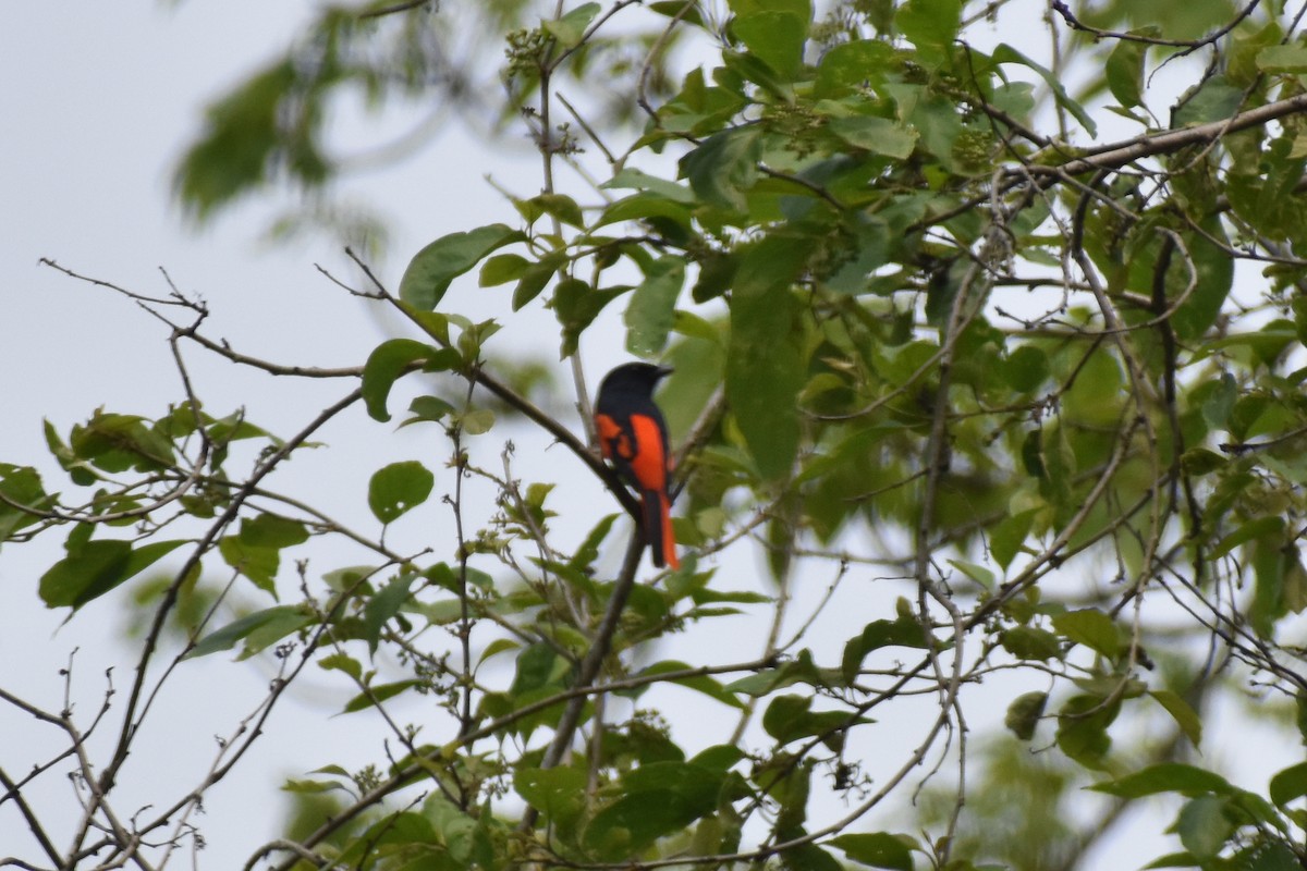 Scarlet Minivet - ML620597844