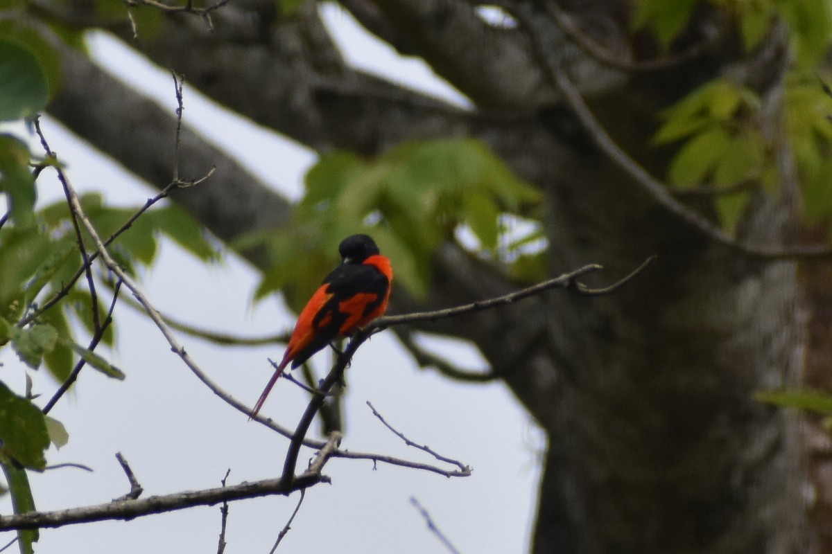 赤紅山椒鳥 - ML620597845