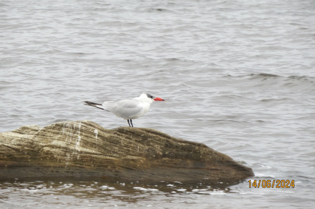 Caspian Tern - ML620597846