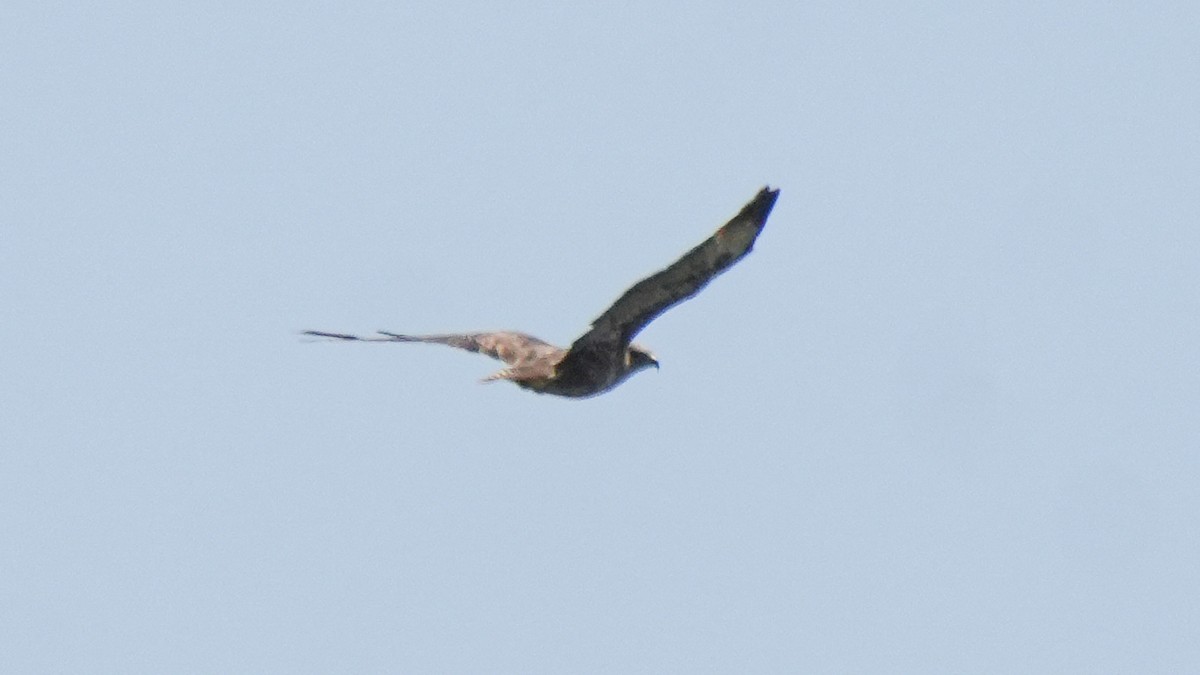 Western Marsh Harrier - ML620597847