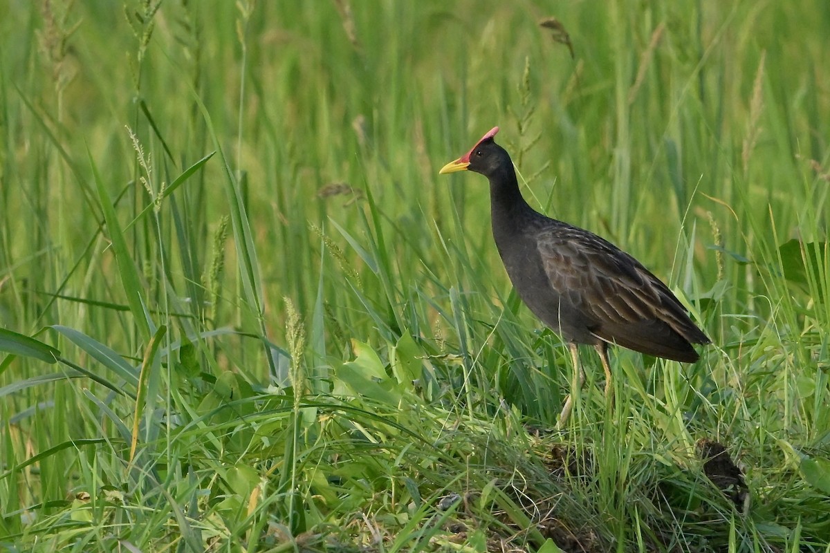 Watercock - ML620597850