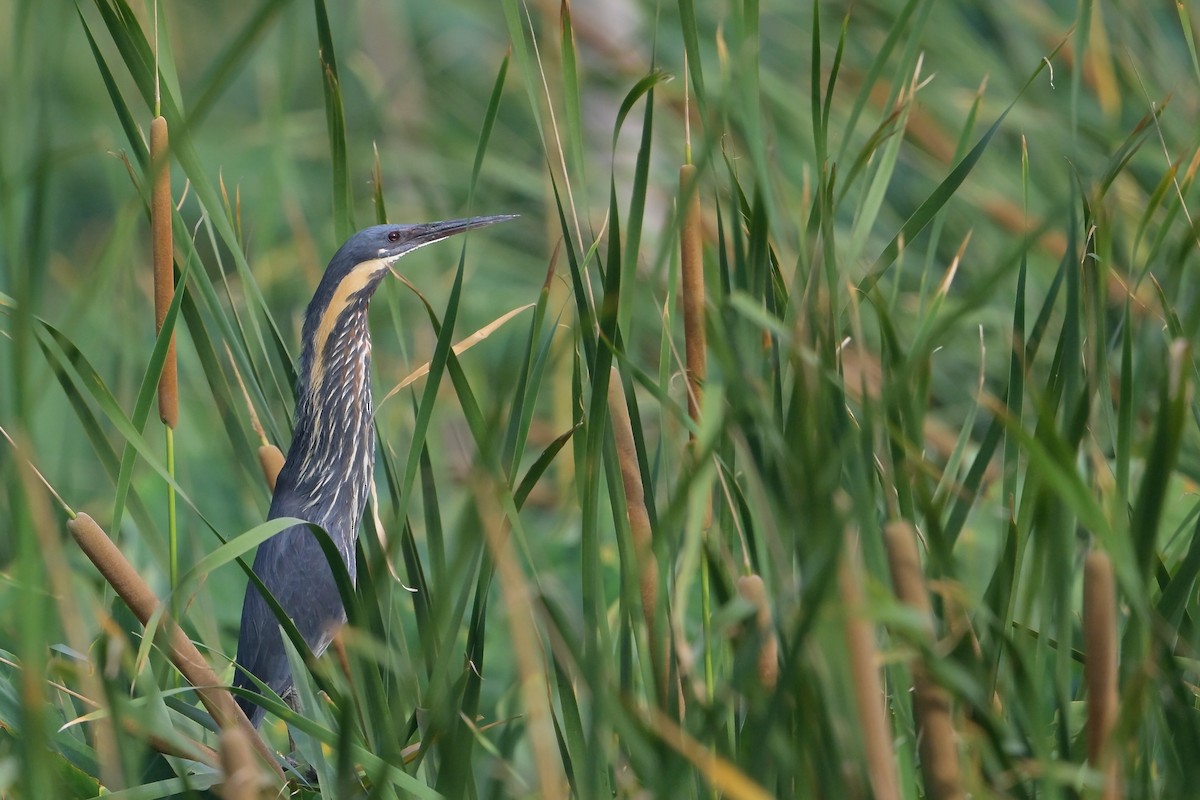 Black Bittern - ML620597853