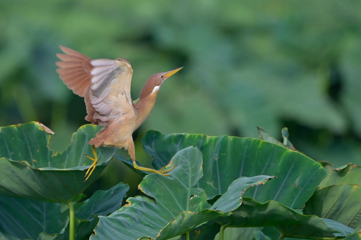 Cinnamon Bittern - ML620597855