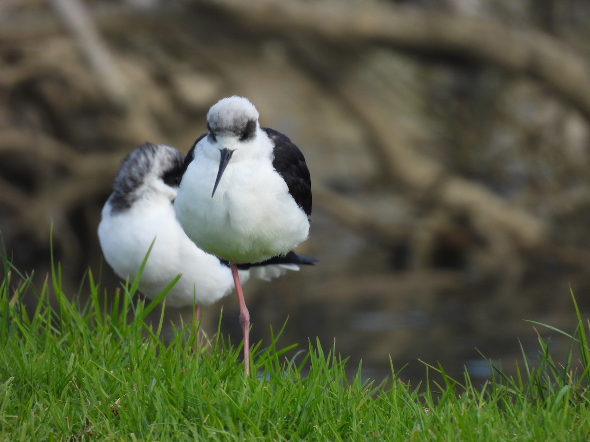 Pied Stilt - ML620597857