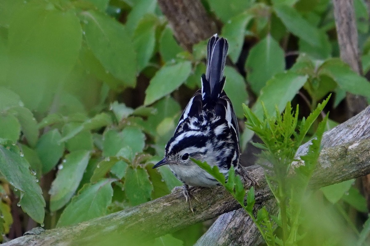 Black-and-white Warbler - ML620597858