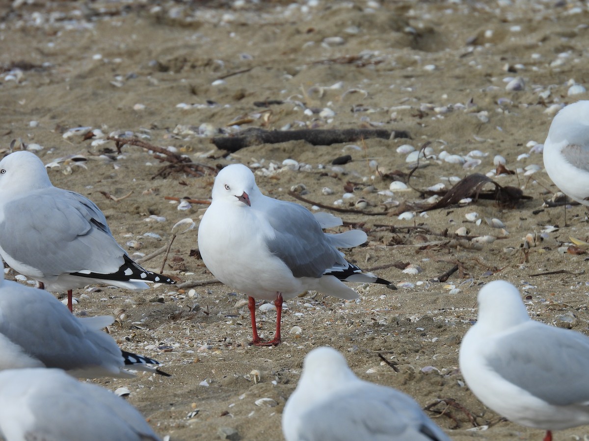 Silver Gull - ML620597859